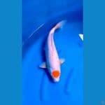 tanco sabikoyo 39cm 