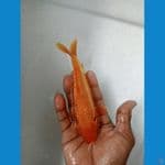 red kharasi gin