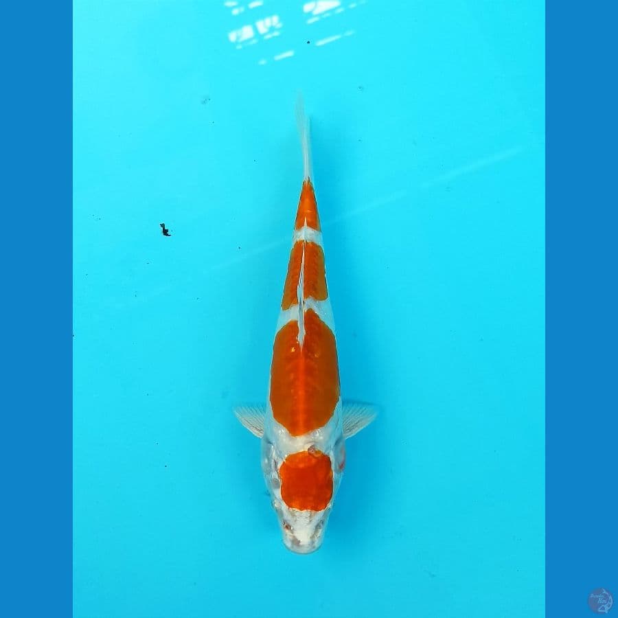 Kikushui 19cm