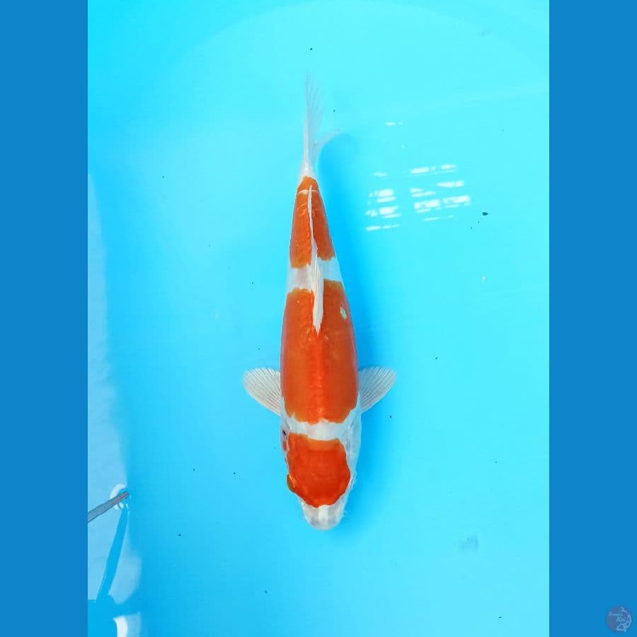 Kikushui 26cm