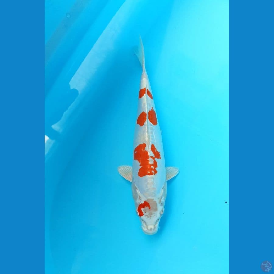 Kikushui 28cm