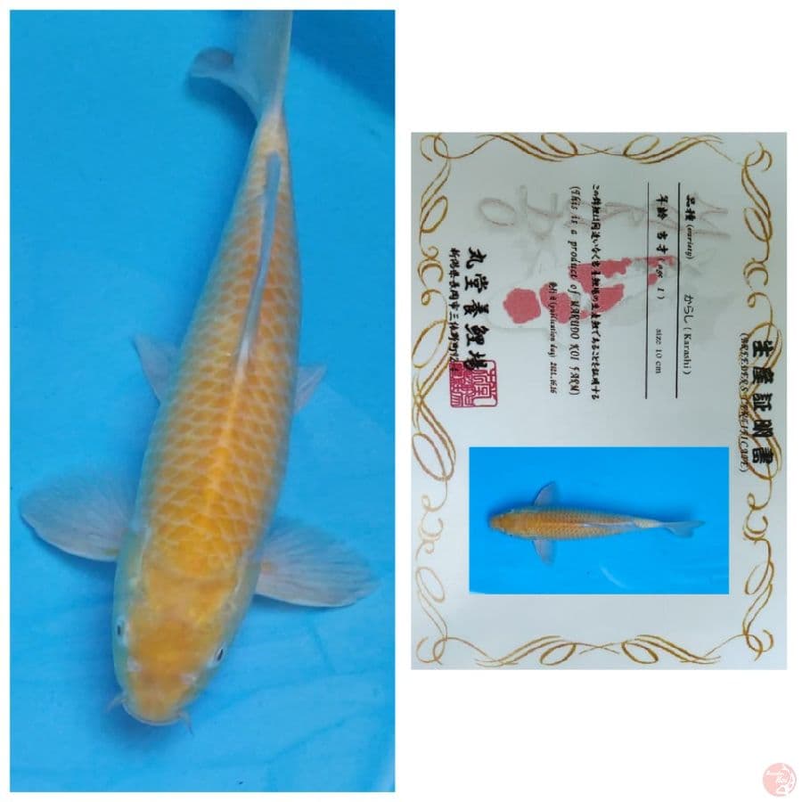 40BU JANTAN KARASHI CORN MARUDO
