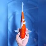 ( 32CM ) KOHAKU ORIGINAL - MALE