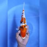 ( 30CM ) SANKE GOOD BODY - FEMALE 