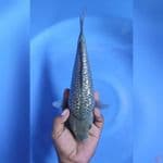 ( 30CM ) SOROGOI GINRIN PUNUK - MALE