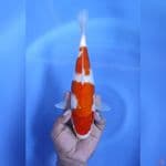 ( 29CM ) KOHAKU GOOD BODY - FEMALE 