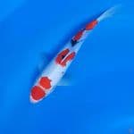 ( 28CM ) MARUTEN SANKE - FEMALE 