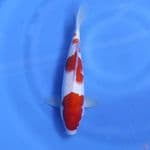 ( 30CM ) KOHAKU 3STEP ORI - MALE