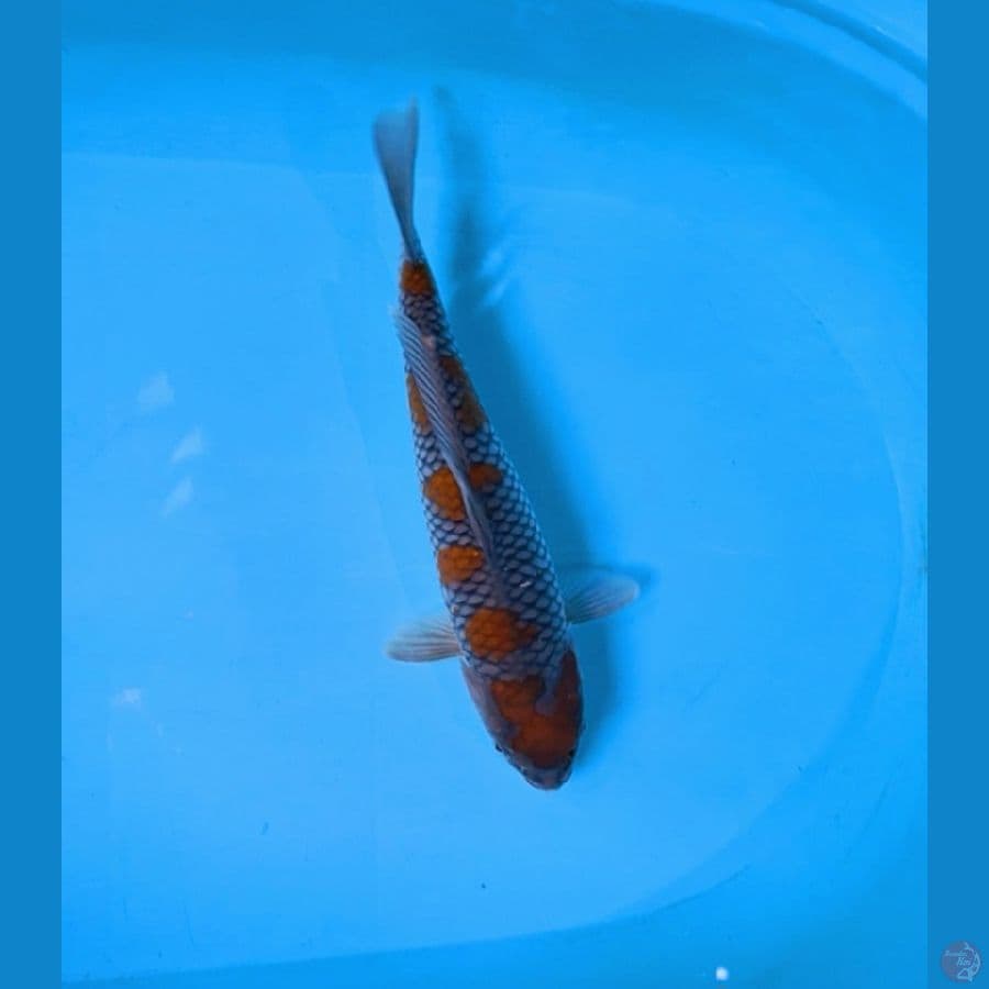 ochiba 30cm