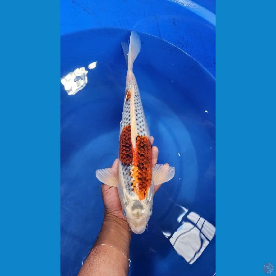 40cm goshiki fm