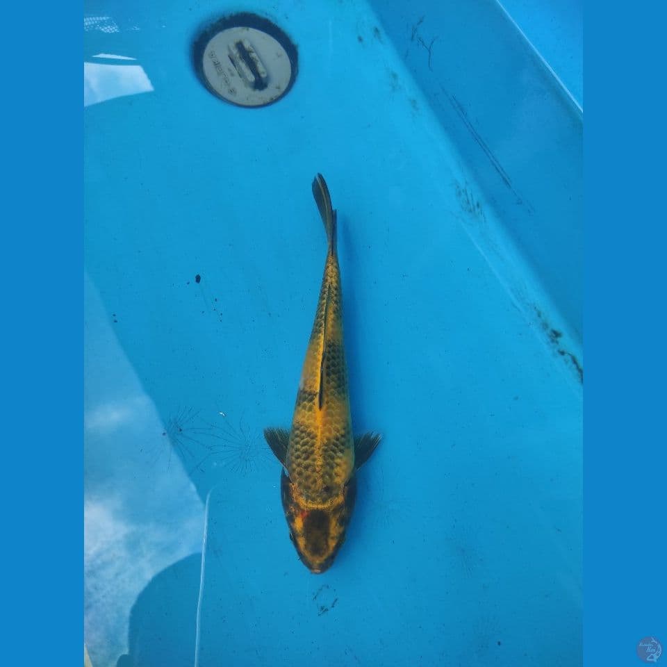 YELLOW UTSURY