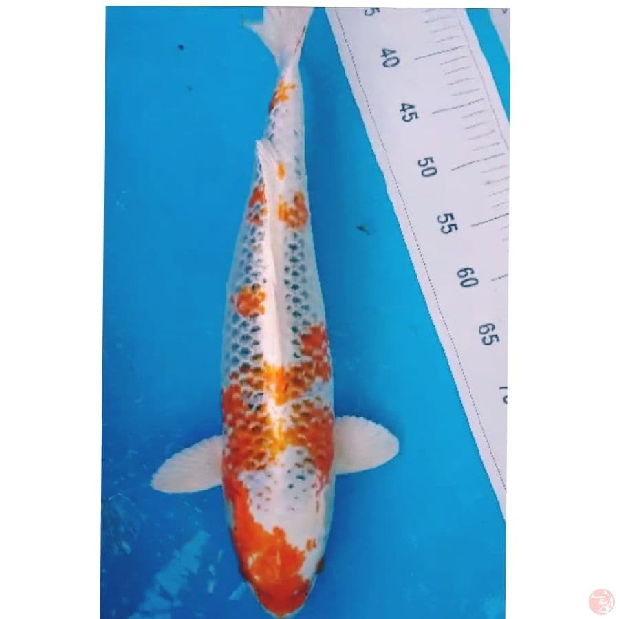 JUMBO KUJAKU 52 CM