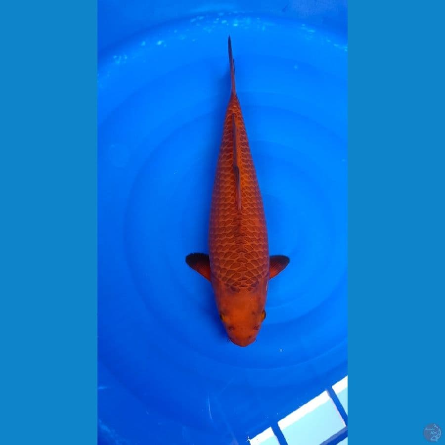 Karamel 40cm KWALITAS SQ BAKAT JUMBO 
