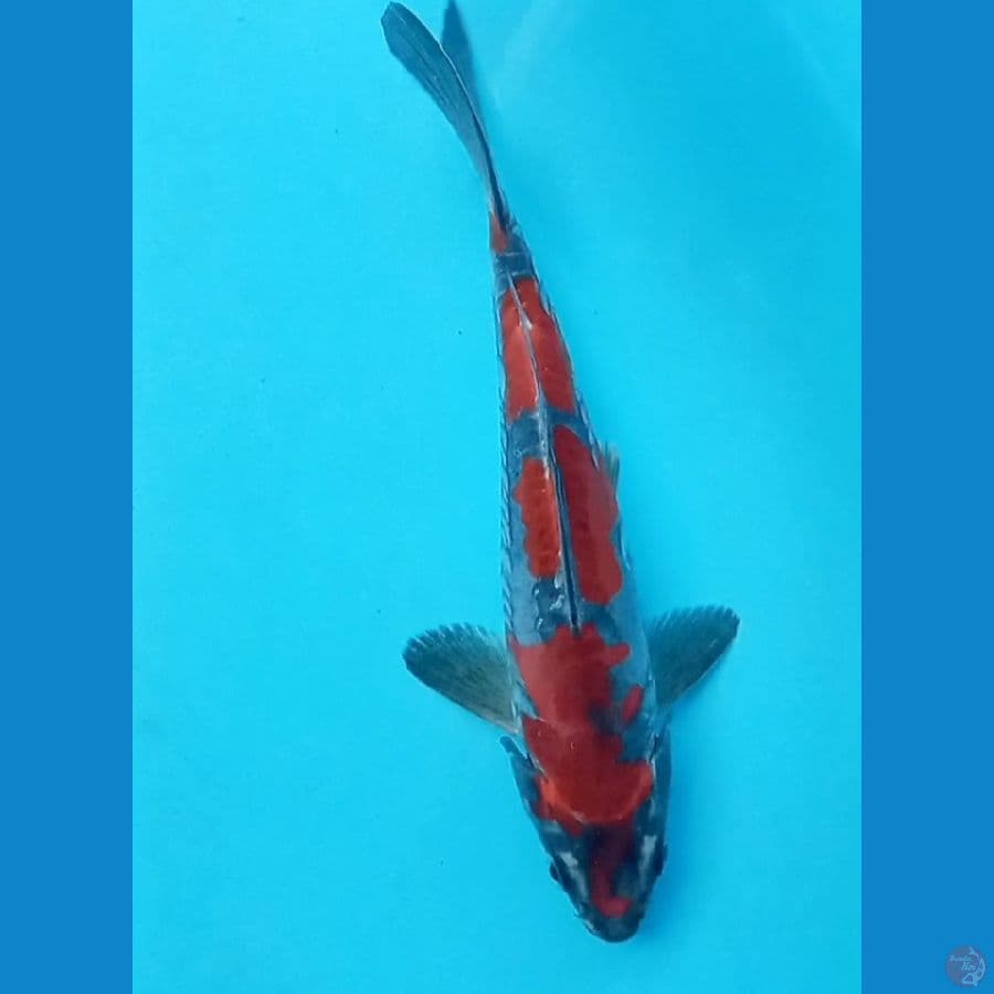 benikiko