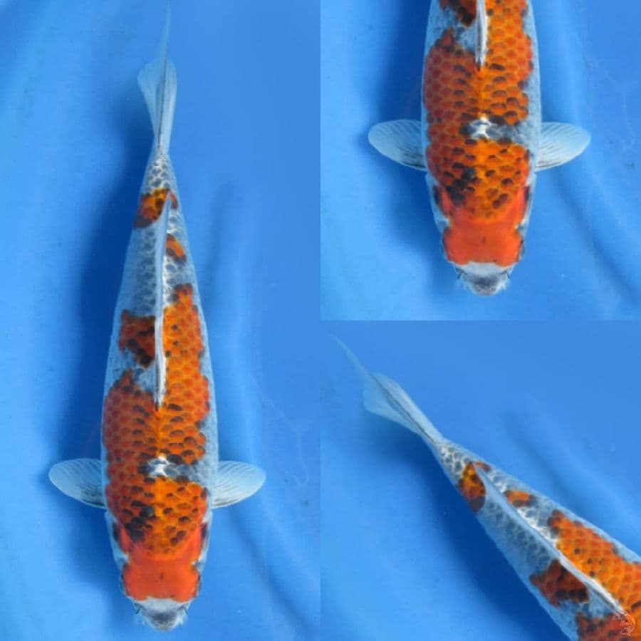 39 cm, Male Goshiki