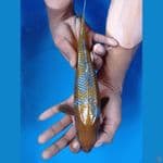 Ochiba SQ 28cm Male