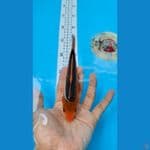 AKA MATSUBA 5 EKOR 14-16 CM. MASA DEPAN CERAH. 