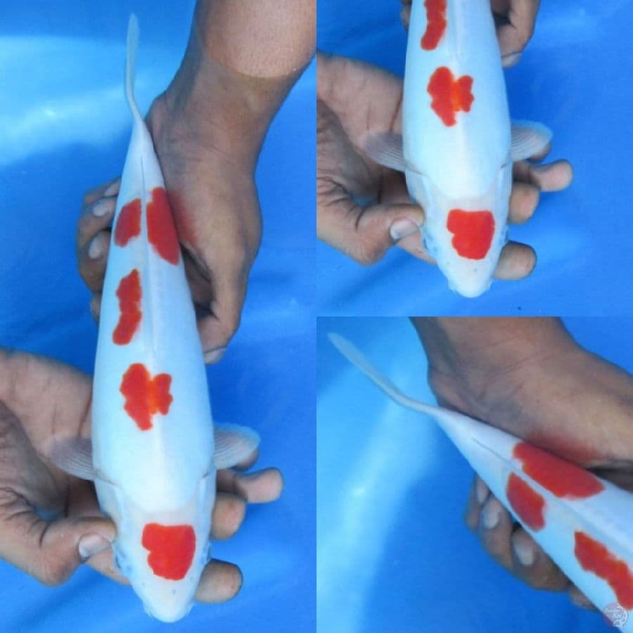 26 cm, Male doitsu murni