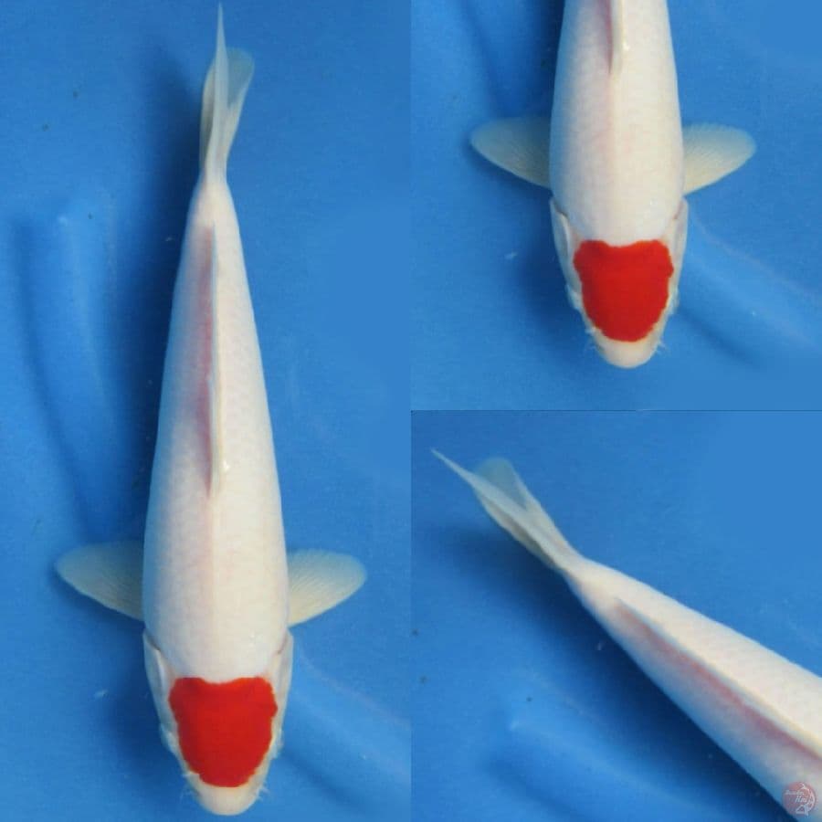 32 cm, Tancho male bersih