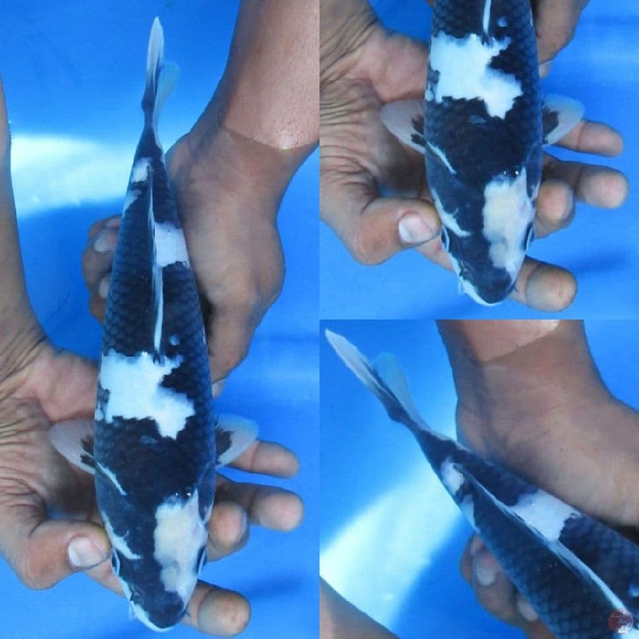 26 cm, Shiro male no bocor