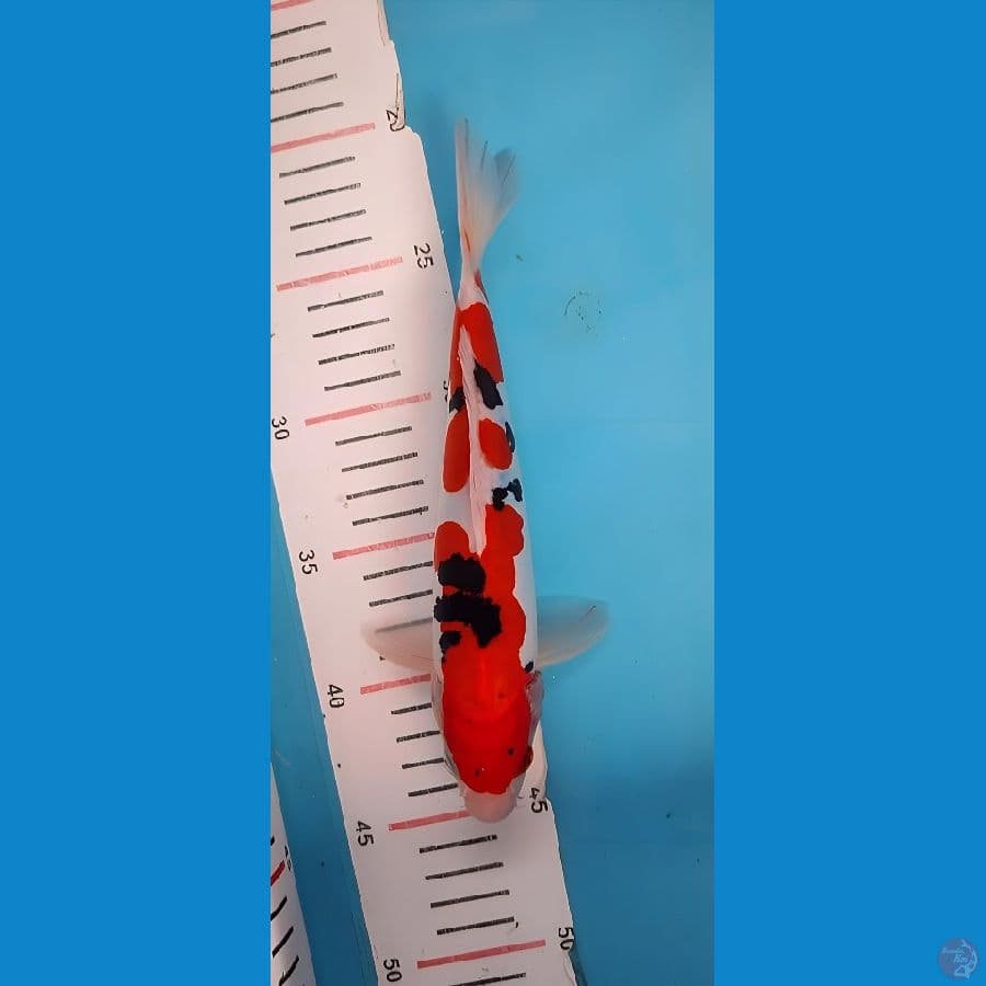sanke doitsu murni 23 cm 