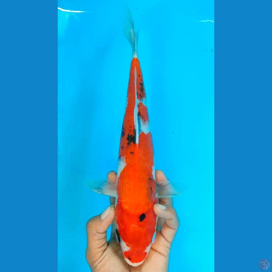SHOWA (32CM)