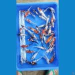 50 E SHOWA SHIRO (12-19CM)