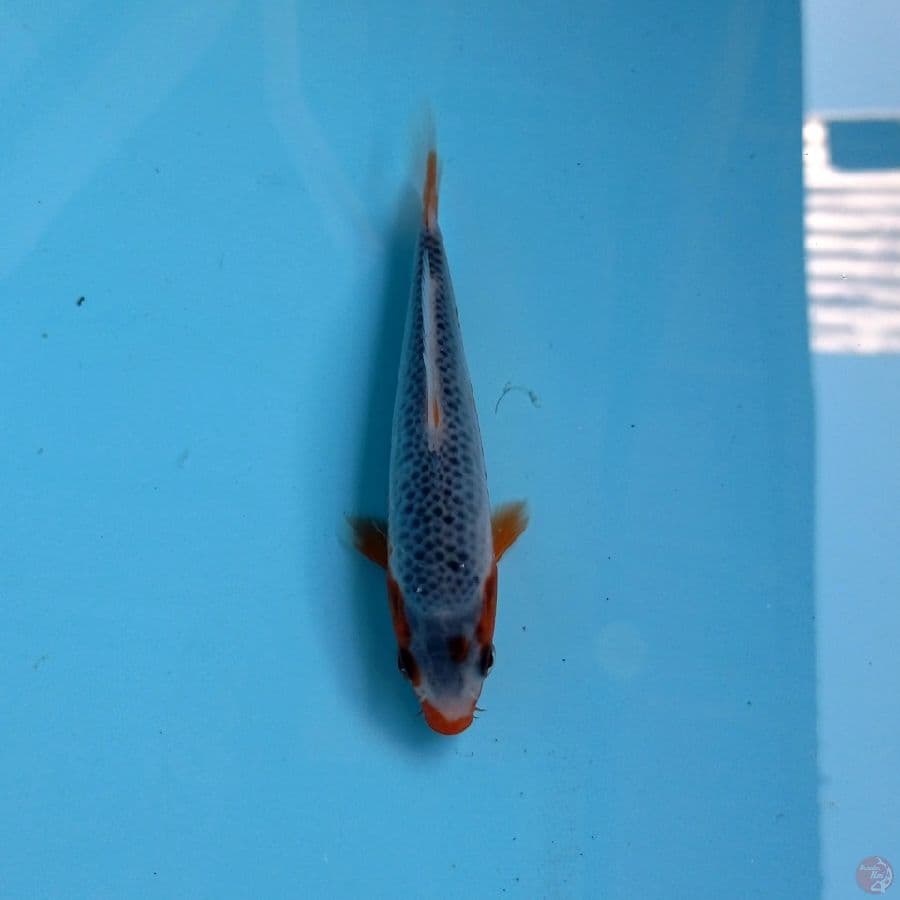 asagi, 13 cm