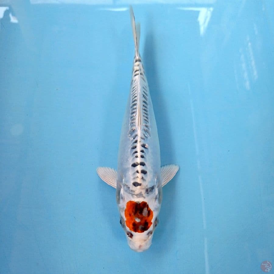 tancho, 24 cm