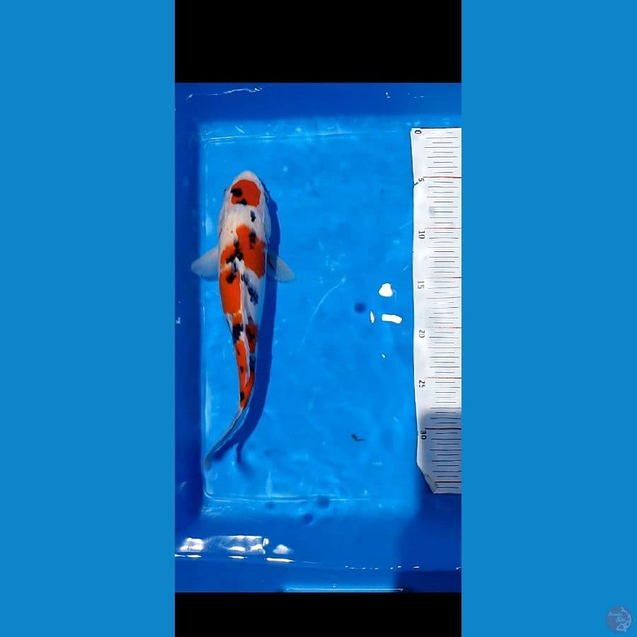 29 cm tanco sangke