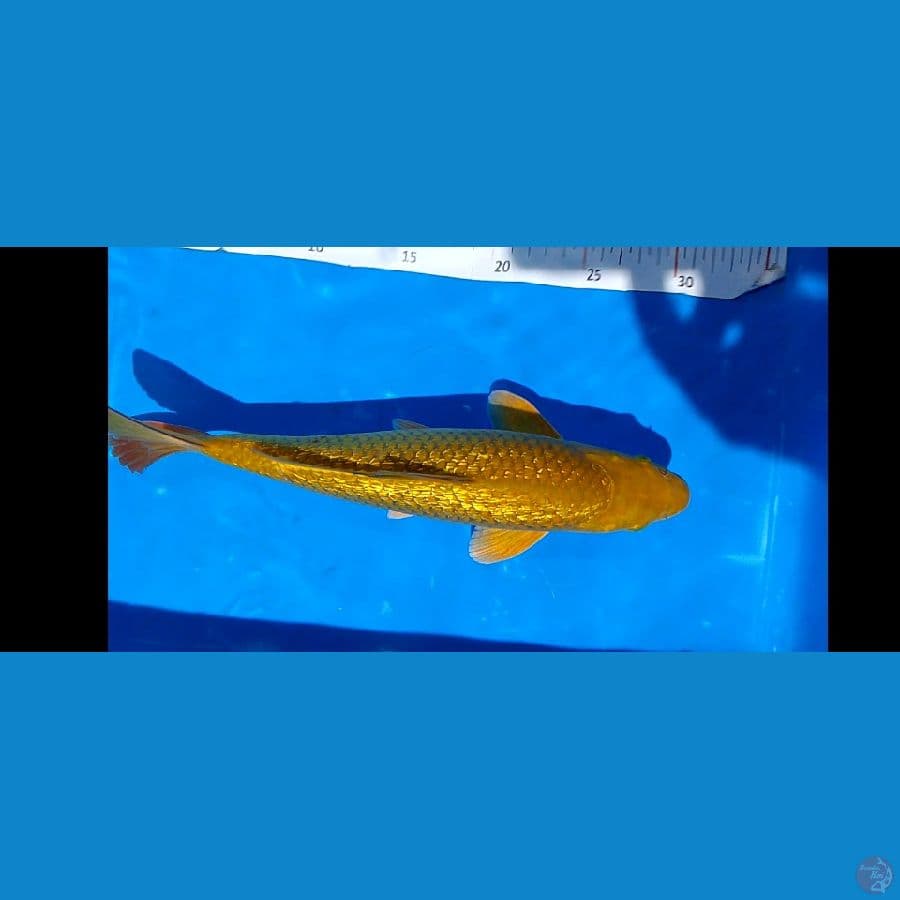 30 bu ginrin padat male