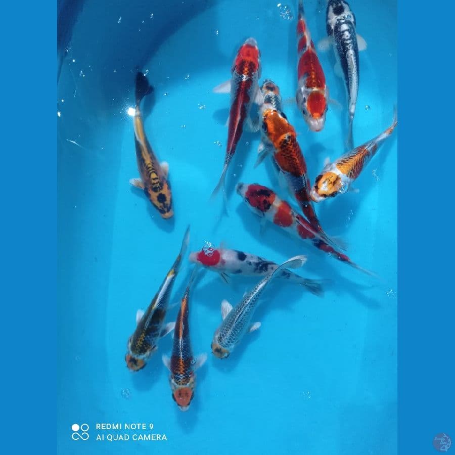 MIX 20,23,25
