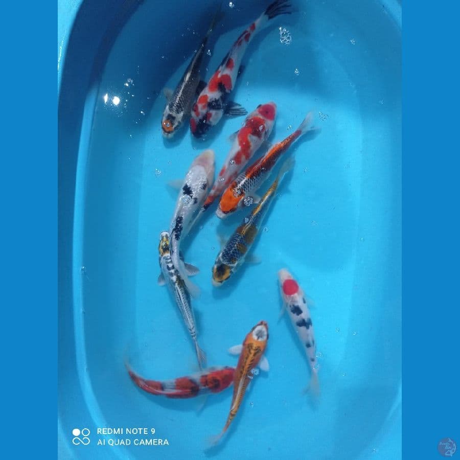 MIX 25,30CM