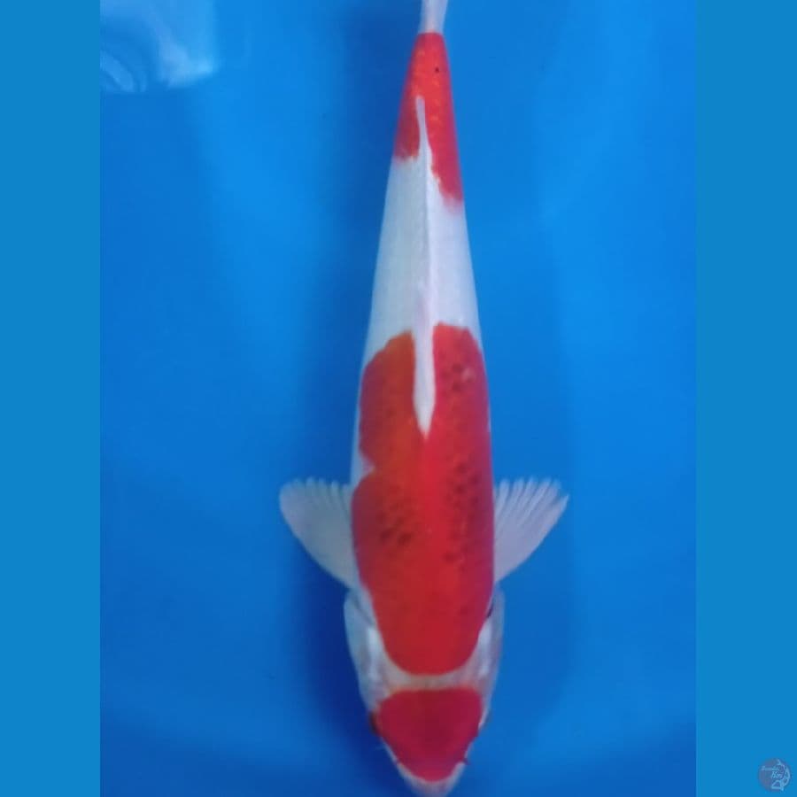 AIGOROMO METALIX 37CM