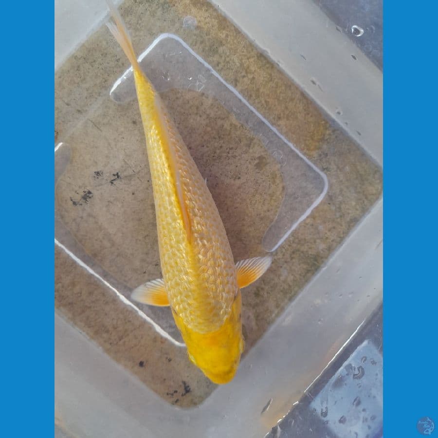 18cm Minion Karasi corn gindrin