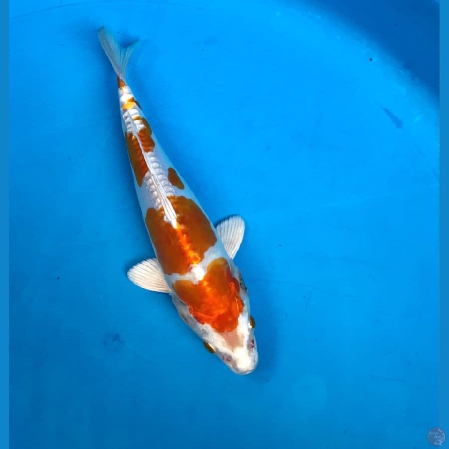 kikushui 22cm