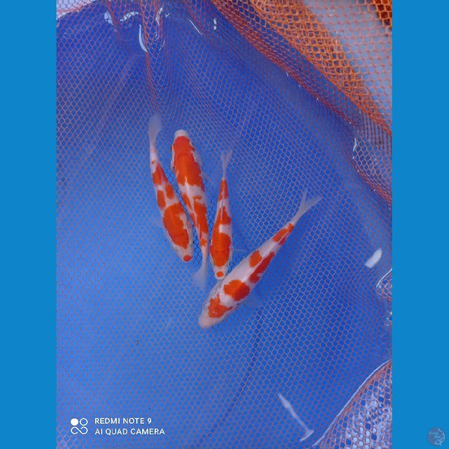 bocil kohaku