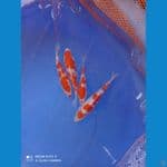 bocil kohaku