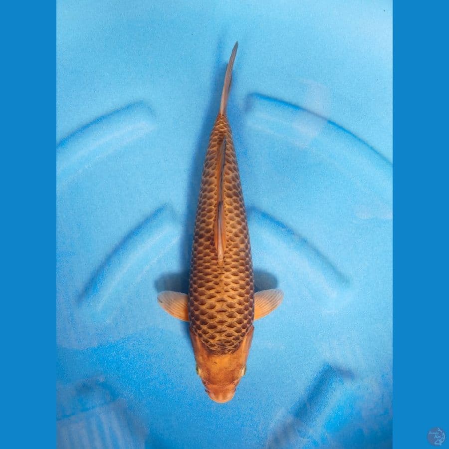 Karamel corn 39cm, HQ