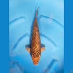 Karamel corn 39cm, HQ