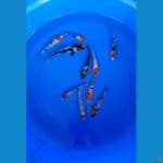 tancho showa mix sanke sisik doit 10-18cm ori