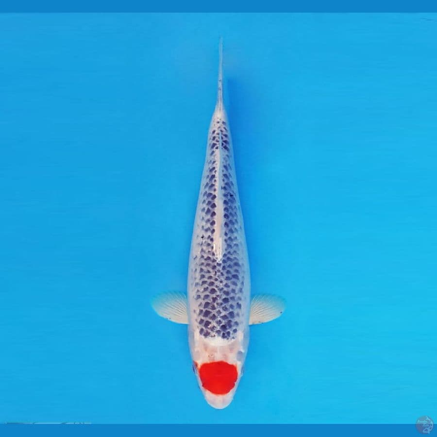 KIRIN 4 - Tancho Goshiki 37 cm/fm ®