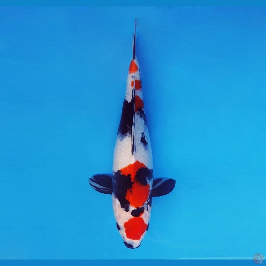 HANA 1 - Showa 34 cm/fm ®