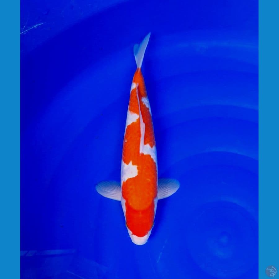 kohaku inazuma 35cm (male)