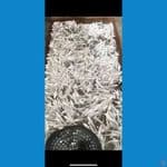 kumpay platinum 50ekor 17-20cm