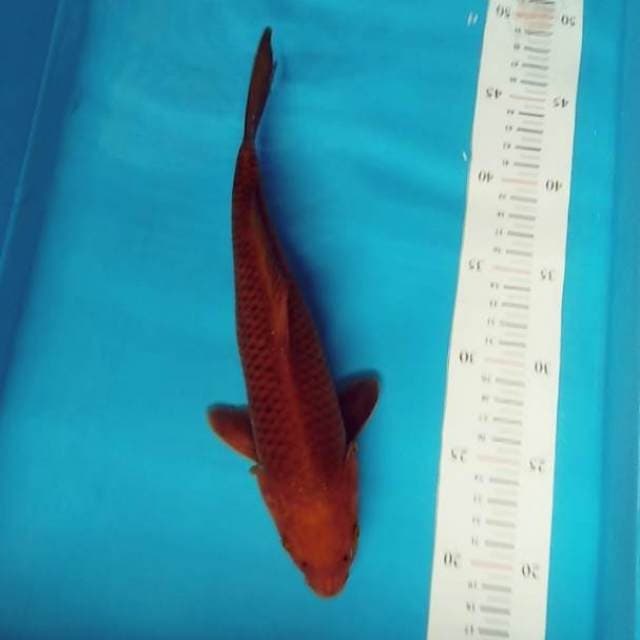 Penjinak kolam