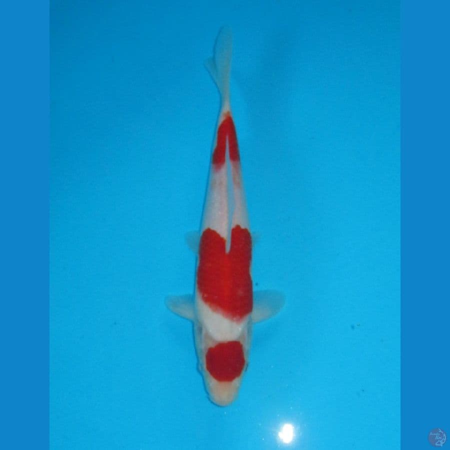 Maruten Kohaku(25cm)