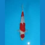 Maruten Kohaku(25cm)