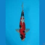 Showa (32cm)