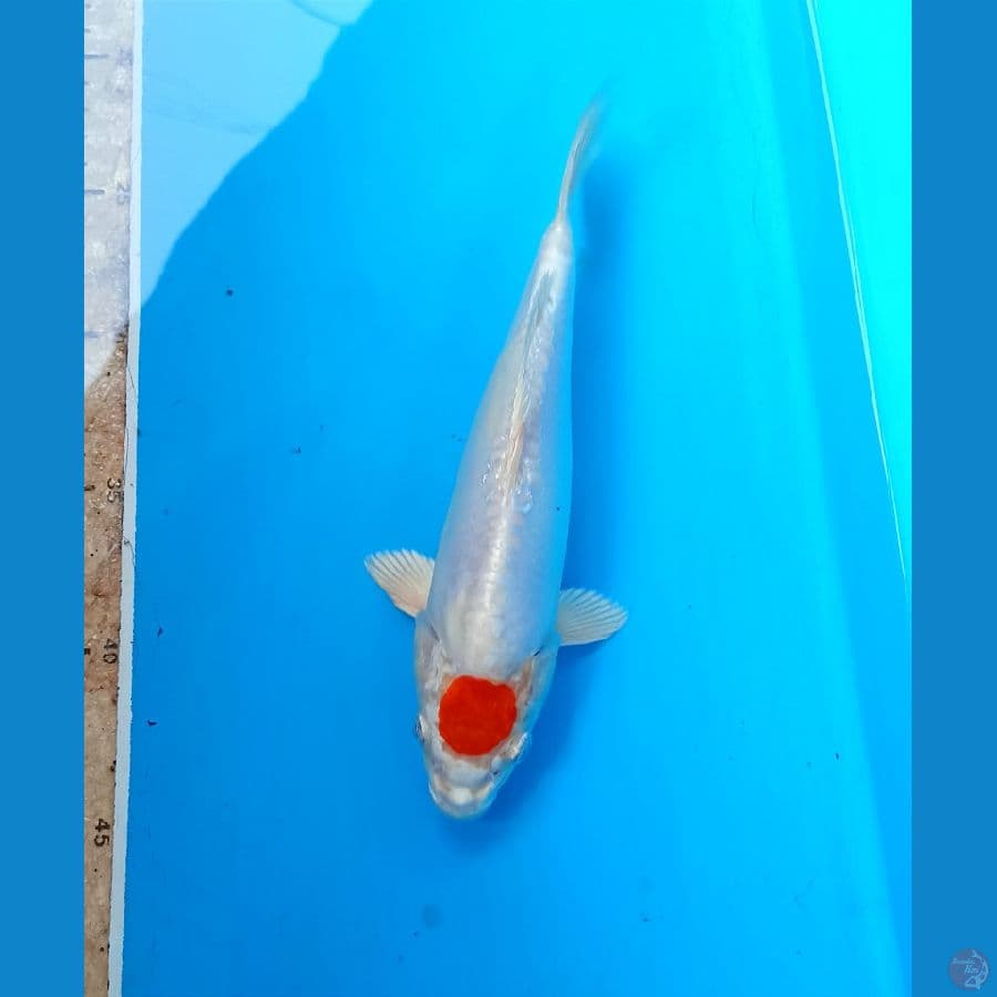 Tancho 23cm